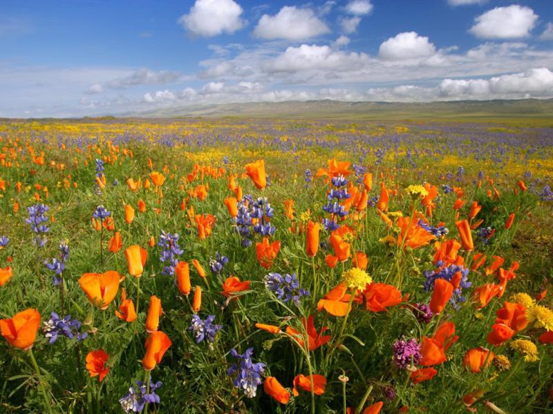 OPORTUNIDAD EN PRODUCCIÓN Y COMERCIALIZACIÓN DE FLORES