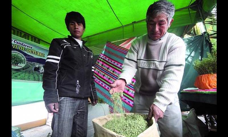 OREGANO DE TACNA Y MOQUEGUA LLEGARÍA A EEUU Y PAISES ARABES