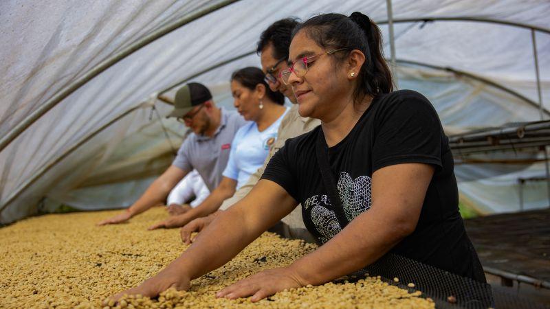 Organización de Mujeres cafetaleras de Pasco  fortalece su acceso al mercado europeo
