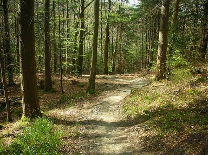 ORGANIZAN CUMBRE MUNDIAL DE LOS BOSQUES