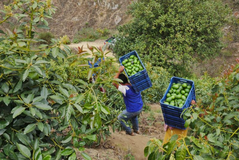 Organizan en Chimbote Seminario Internacional sobre cadenas productivas de palta Hass