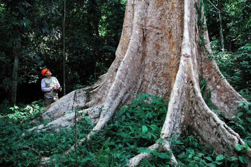 Osinfor mejora sistema de información para una mejor gestión forestal y en fauna silvestre