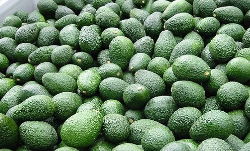 Palta Hass de La Libertad llega por primera vez a mercado tailandés