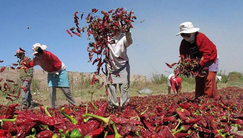 Páprika peruana de mesa gana terreno a China y reforzaría su presencia en México este año