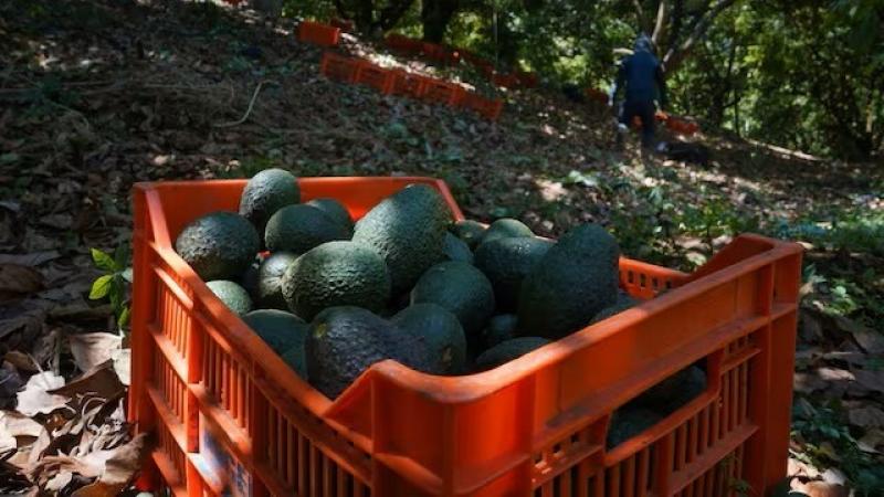 Para el 2033, México se mantendrá en el liderazgo de las exportaciones mundiales de palta con el 53% del mercado, seguido por Perú con el 25%