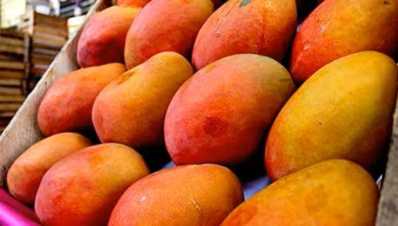 “Para la floración, el mango necesita  temperaturas mínimas de 17 grados, pero el año pasado tuvimos temperaturas elevadas sobre los 22 a 23 grados”