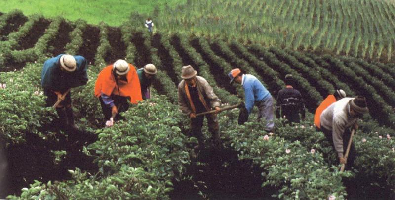 PARA MEJORAR ALIMENTACIÓN Y PRODUCTIVIDAD AGROPECUARIA 