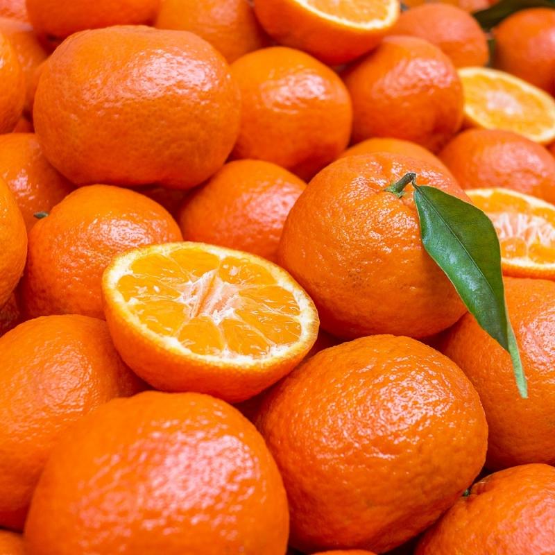 Partió primer envío de mandarinas Satsuma peruanas rumbo a Japón