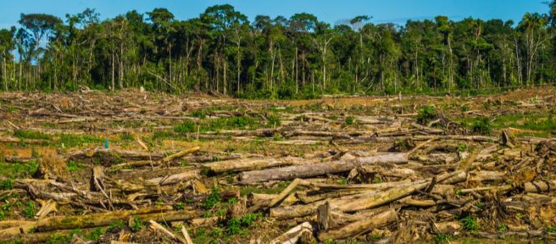 PEQUEÑA AGRICULTURA FUE PRINCIPAL CAUSA DE DEFORESTACIÓN EN PERÚ