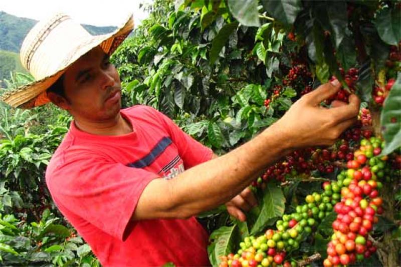 PEQUEÑOS PRODUCTORES DE CAFÉ FORMULAN GRAVE DENUNCIA  