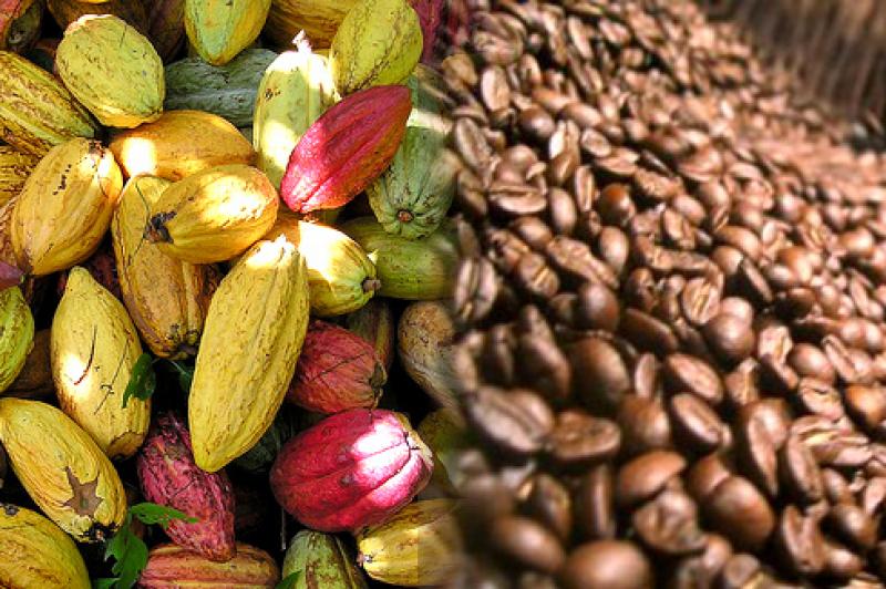 Pequeños productores de café y cacao pueden lograr mayores precios de exportación con características especiales de aroma y calidad