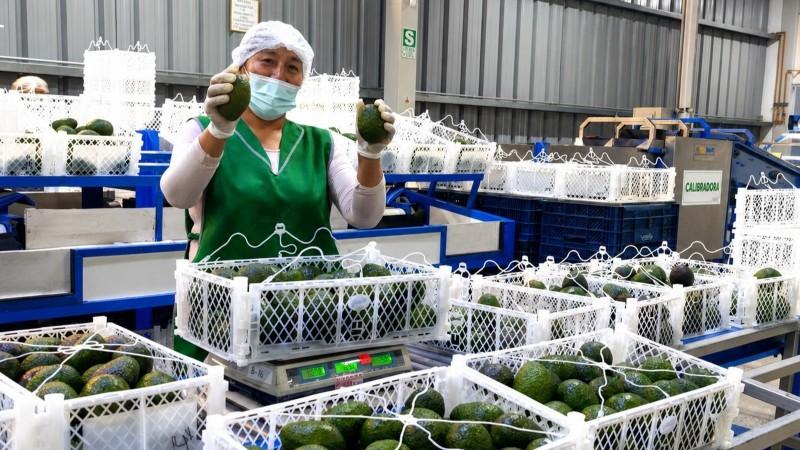 Pequeños productores de Tacna concretan primera exportación de 21.55 toneladas de palta Hass a Chile