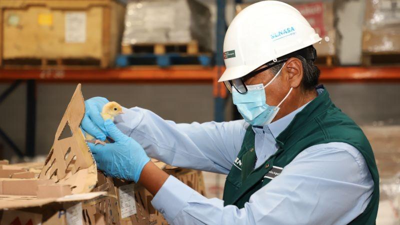 Perú abre nuevos accesos para la exportación de material genético avícola a Ecuador