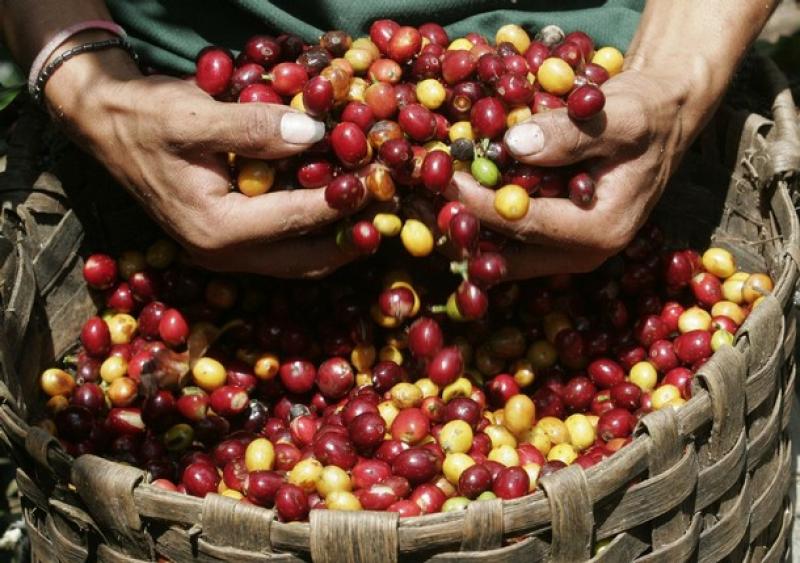 PERÚ BATE RECORD DE EXPORTACIÓN CAFETALERA A COLOMBIA