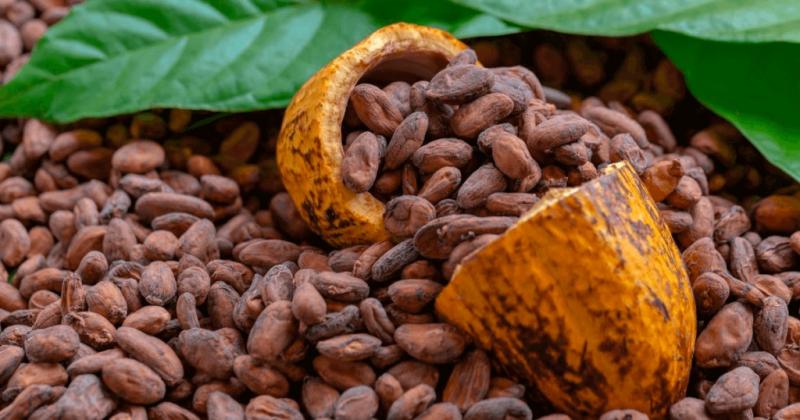 Perú es el segundo mayor exportador latinoamericano de cacao