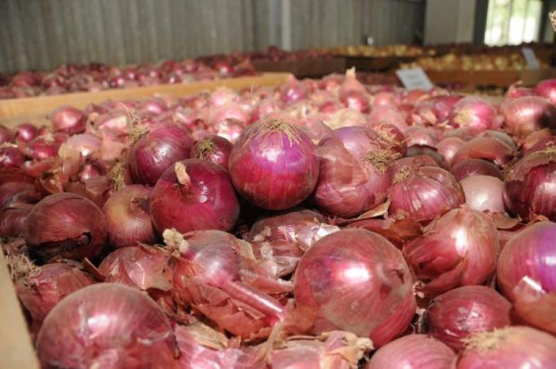 Perú exporta más de US$ 17 millones en cebolla  fresca