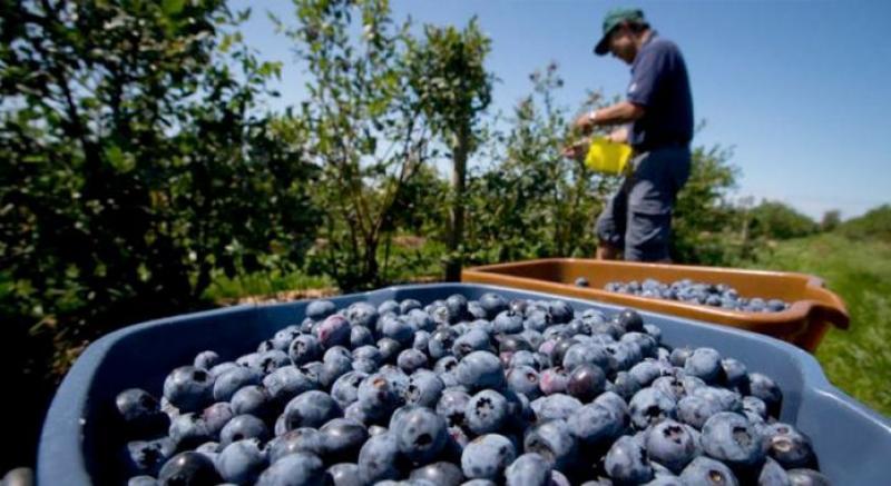 Perú exportará 200 mil toneladas de arándano este año