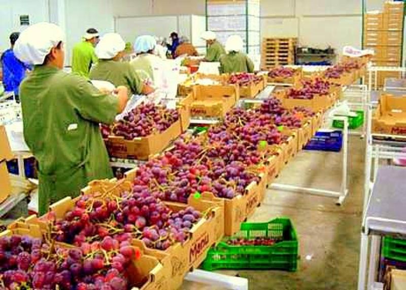 PERÚ EXPORTARÍA 200 MIL TONELADAS DE UVA DE MESA EN PRÓXIMA CAMPAÑA 