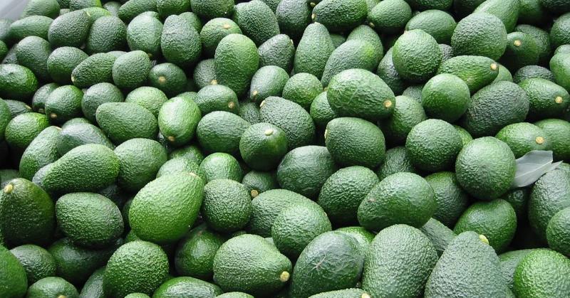 Perú exportaría 468.000 toneladas de palta Hass en la campaña 2024