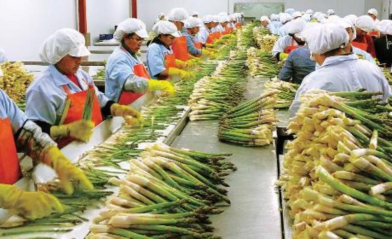 Perú exportó 10.524 toneladas de espárragos frescos por US$ 49 millones en agosto de 2023