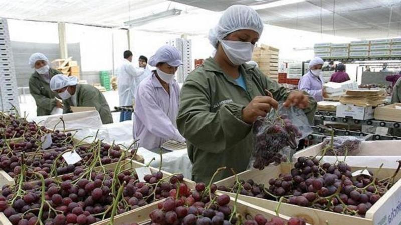 Perú exportó 145.3 millones de kilos de uva fresca a Europa por un valor de US$ 417 millones en 2024