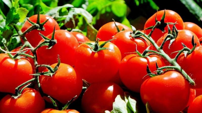 Perú exportó 2.332 toneladas de tomate por US$ 2.47 millones en agosto, mostrando una contracción de 53% en volumen y 19% en valor