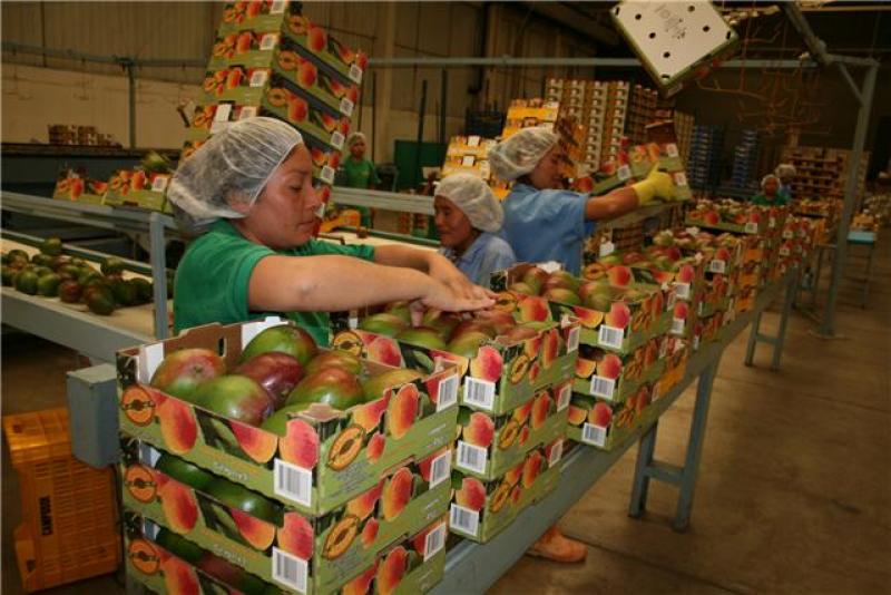 PERÚ EXPORTÓ 33.442 TONELADAS DE MANGO FRESCO
