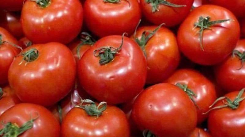 Perú exportó 826 toneladas de tomate en octubre de 2024, mostrando una caída de 22%