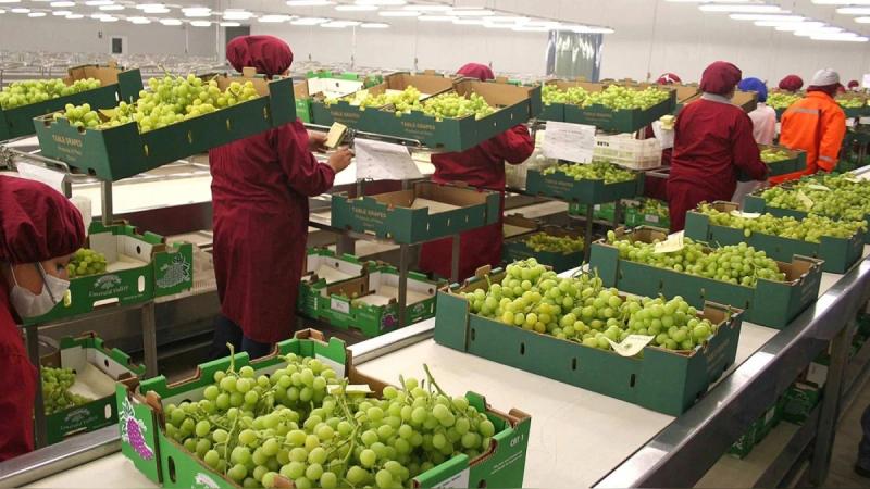 Perú exportó 83.012.725 cajas de uva de mesa en la campaña 2024/2025