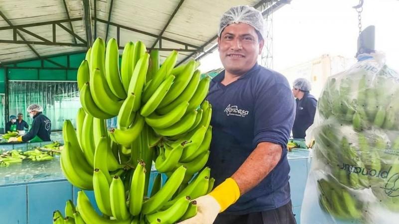Perú exportó cerca de 140 mil toneladas de banano en 2025