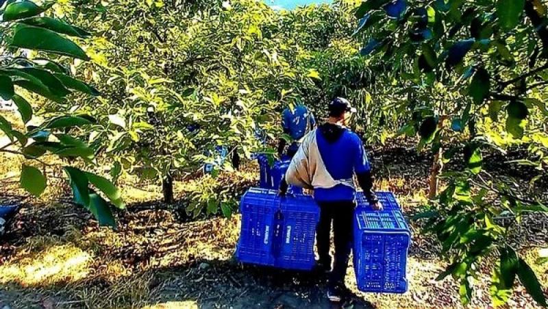 Perú exportó más paltas tempranas este año y se prevé que la campaña acabe antes de lo habitual