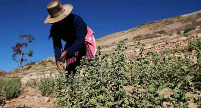 Perú exportó orégano por más de US$ 4.9 millones durante el primer trimestre del año