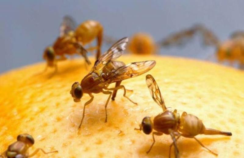 PERÚ: HONGO ENTOMOPATÓGENO PERMITIRÍA ERRADICAR MOSCA DE LA FRUTA