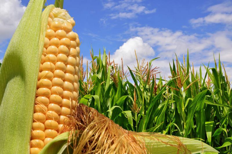 Perú incrementa su importación de maíz amarillo duro y suma US$ 307.6 millones en el primer trimestre