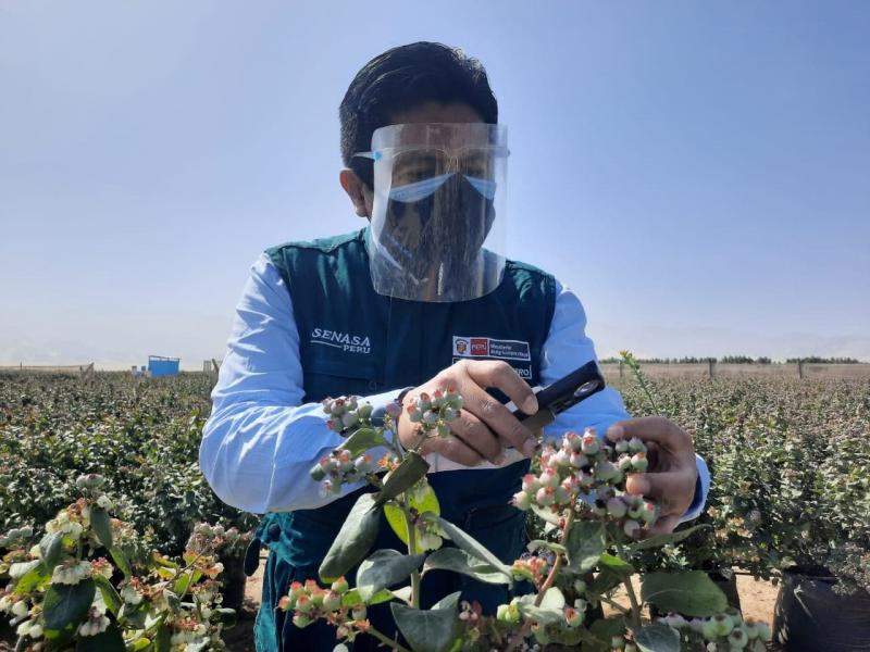 Perú iniciará exportación de arándanos a Malasia