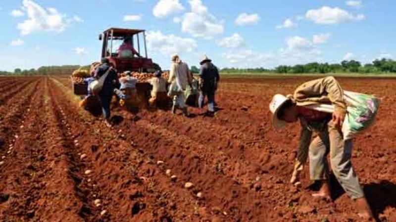 Perú instaló 22.979 hectáreas de papa en agosto de 2023, lo que representó una reducción de -10.3% respecto a igual mes del año anterior