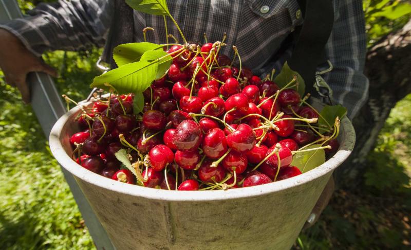 Perú no debe intentar la exportación de cerezas en diciembre; su objetivo debe ser octubre