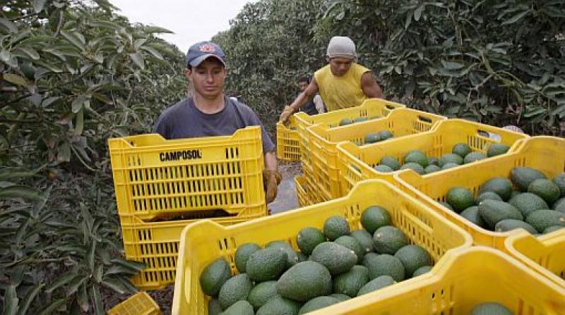 Perú participa con el 8.6% de la producción mundial de palta