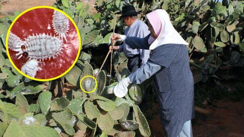 Perú refuerza su posicionamiento en carmín de cochinilla con un crecimiento orgánico de 3%