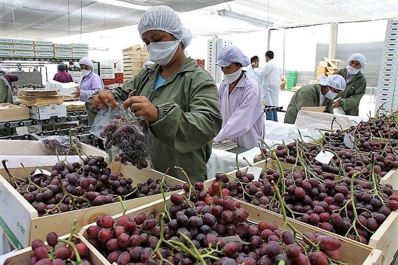 Perú se ubicó como el segundo proveedor de uva en el mundo en el 2020