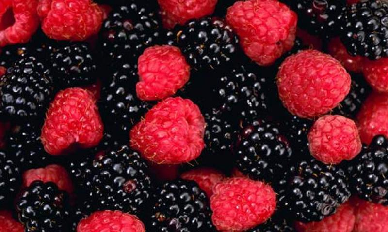 PERÚ VENDERÍA ARÁNDANOS A INGLESA “BERRYWORLD”