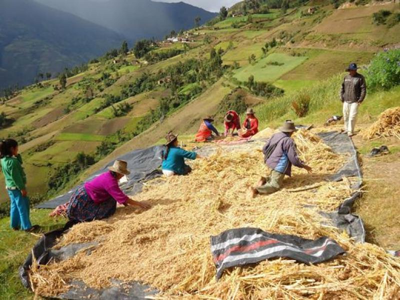 PERÚ Y BOLIVIA IMPULSARÁN PRODUCCIÓN DE QUINUA 