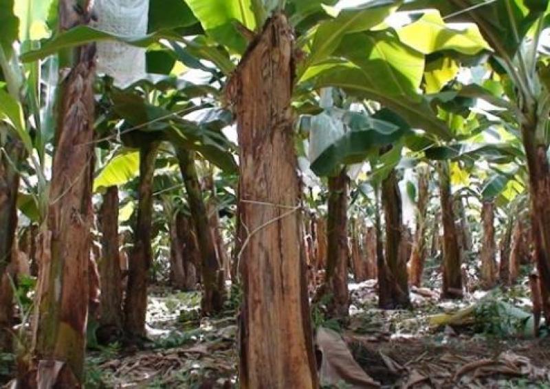 PIURA EJECUTARÍA DOS PROYECTOS PARA ERRADICAR “MANCHA ROJA” EN BANANO