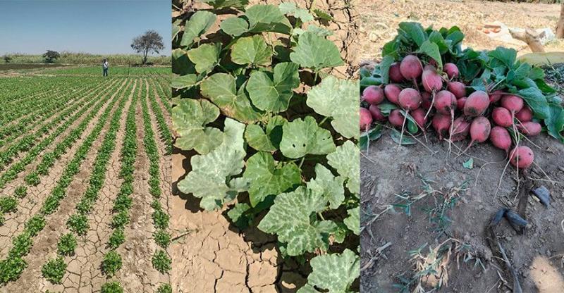 Piura: Hortalizas registran un crecimiento progresivo en la Campaña Agrícola 2025–2026