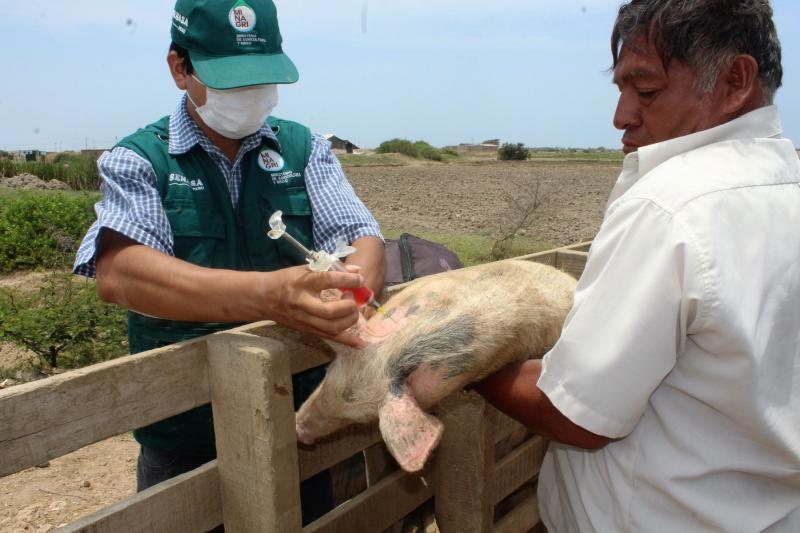 Piura: más de 40 mil porcinos fueron vacunados para prevenir peste porcina clásica