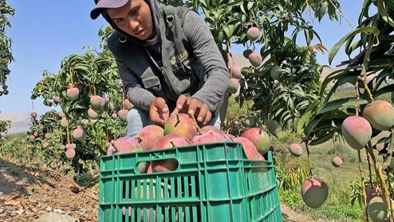 Piura: Producción de mango caería hasta 90% en San Lorenzo