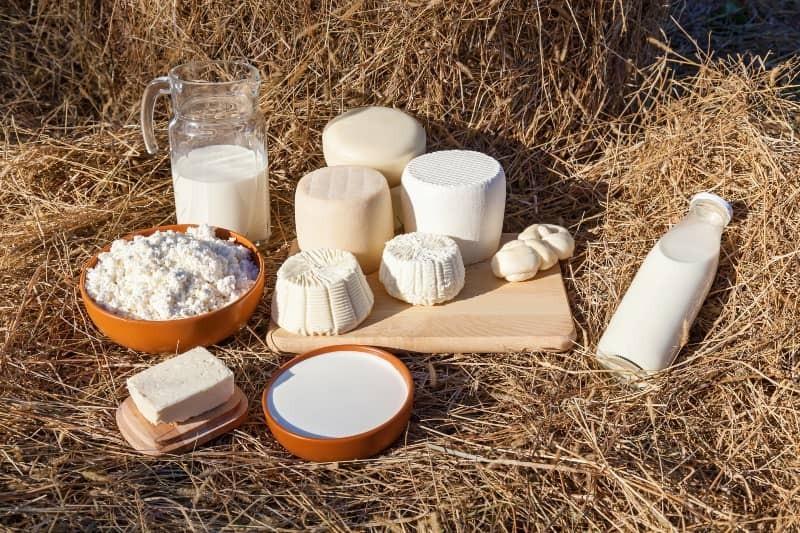 Piura produjo más de 51 millones de litros de leche en el  2025