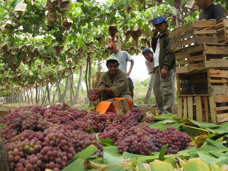 Piura se convirtió en la principal región productora de uva en Perú el 2016