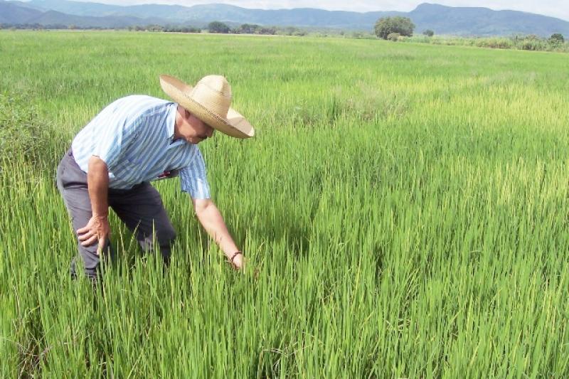 Piura siembra 16.500 hectáreas de arroz en la presente campaña grande