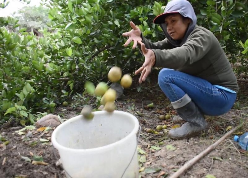 Piura y Tumbes intensifican acciones para el control de plagas que pueden afectar al limón